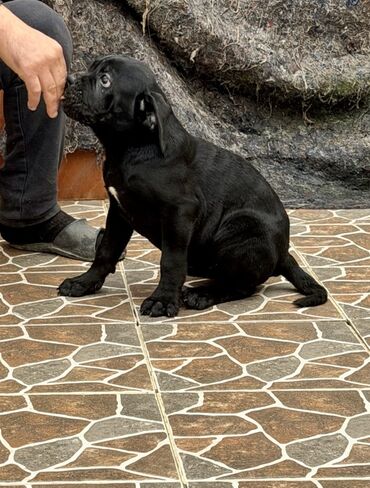 İtlər: Kane-Korso — 19