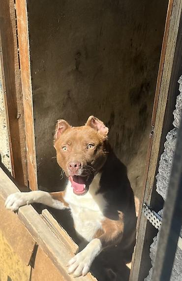 gencede it satisi: Pitbul, 1 il, Erkək, Peyvəndli, Ünvandan götürmə — 1