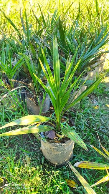 Otaq bitkiləri: Finik palmasi sifaris ucun elaqe saxliya bilersiz whatsap aktivdi her