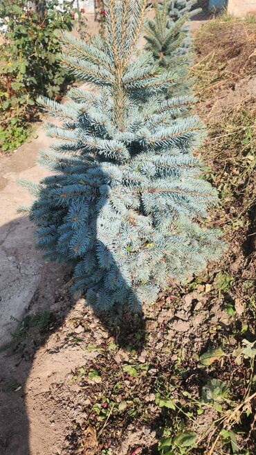 продаю связи с переездом: Саженцы деревьев: Ели