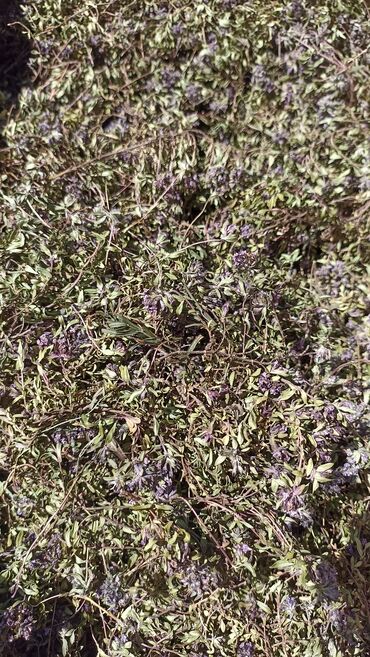 эко чай отзывы кыргызстан: Продаю травы горные -лечебные. Чабрец,душица,зверобой, Иван -Чай