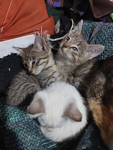 кошки британские: Отдам котят в добрые руки — 1