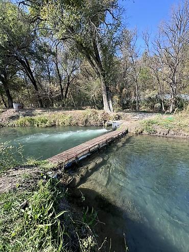 Форель: Молодь радужной форели для зарыбления водоёмов - Вид: радужная форель — 5