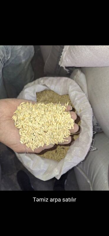 обои баку цены: Arpa və buğda təmizdir at lalafo.az обои баку цены: Arpa və buğda təmizdir