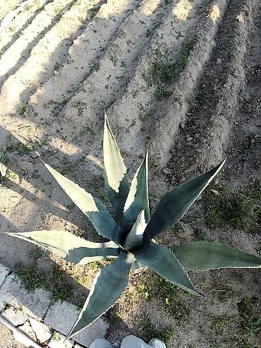 mal dili kaktus: Aqava (Agave) dekorativ sukulent kolları satılır . müxtəlif ölçülərdə — 1