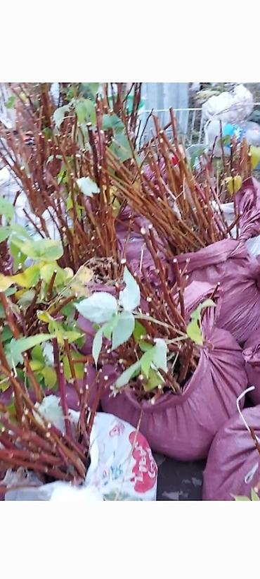 Малина: Саженцы. Питомник. Малина Новый сорт. Ягоды крупные, саженцы тоже — 11