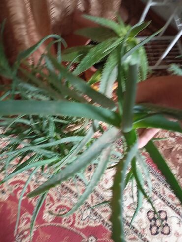 семена календулы: Алоэ (Aloe) — домашние суккуленты в горшках. Описание: - Несколько