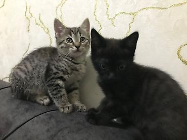 Pişiklər: Yaxşı əllərə — 4