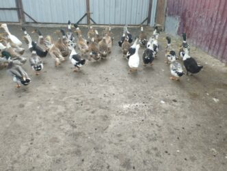 Ördəklər: İsdeye görə dəyişir .Müddəti isdeses təmizlənmiş de -da lalafo.az — 8 Ördəklər: İsdeye görə dəyişir .Müddəti isdeses təmizlənmiş de — 8