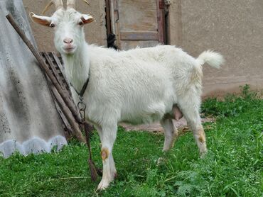 купить козу зааненской породы: Продаю | Коза (самка) | Зааненская | Для разведения, Для молока