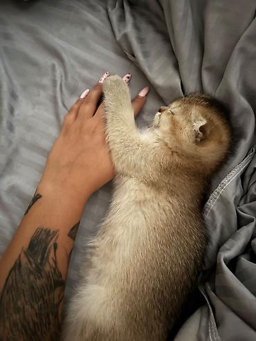 Кошки: Золотая шиншилла, Самец, В добрые руки, Самовывоз — 5