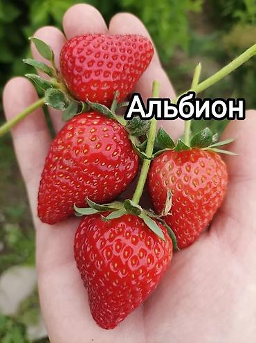 саж: Саженцы садовой земляники (клубники) — проверенные сортовые позиции — 3