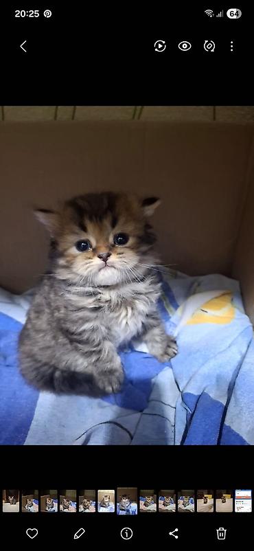 Pişiklər: Britan — 18