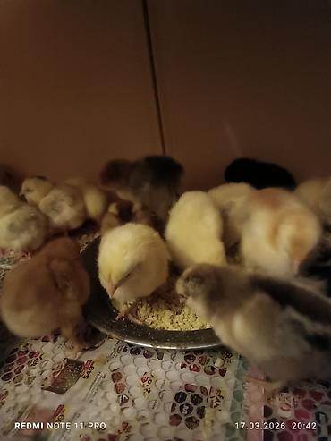 Cücələr: Toyuq cücələri, Ətlik, Ünvandan götürmə — 5