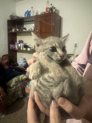 сколько стоит порода собаки доберман: Кошка даром: Беспородная, 1 месяц, Мальчик, Проглистована