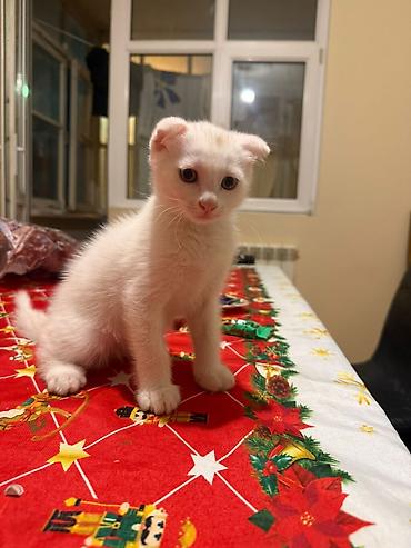 Животные: Шотландская вислоухая, Самка, В добрые руки, Самовывоз — 1