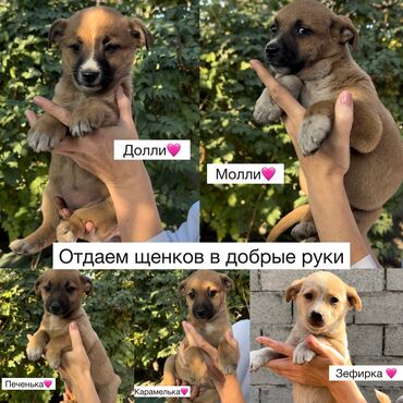 собака булдок: Собака даром: Дворняжка, 3 месяца, Самка, С прививкой