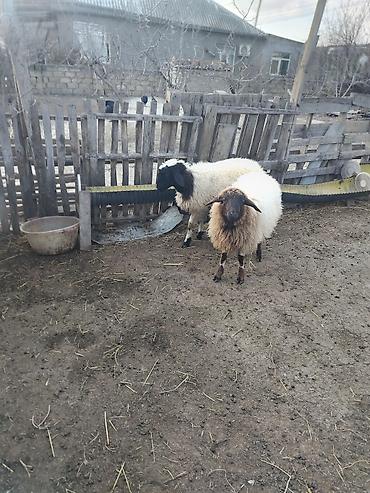 ana bala keci: Iki erkey quzular kok quzulardi reyal alici yiga biler — 1