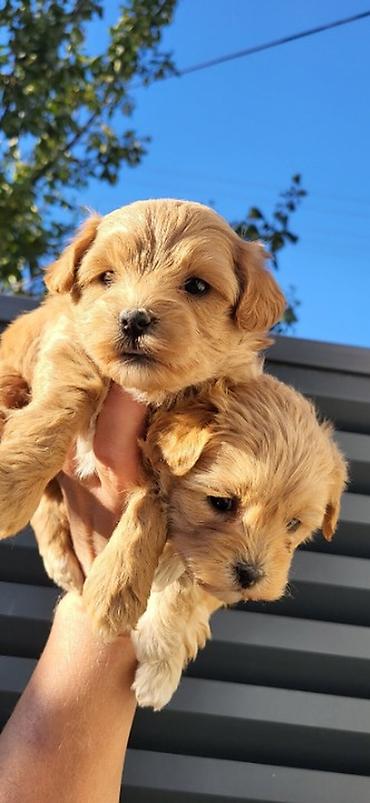 mini jorksirski terijer: Maltipoo stenci ostenjeni 28.08.2026. Majka mini maltezer a otac — 6