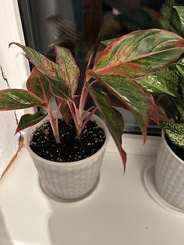 Антуриумдар: Комнатные растения в кашпо: 1) Антуриум (Anthurium andreanum) - — 4