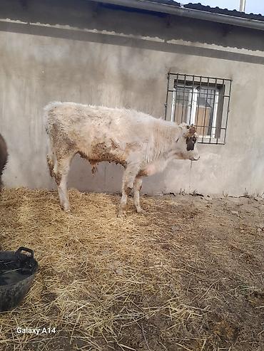 Коровы, быки: Продаю | Бык (самец) | Полукровка | На откорм — 23