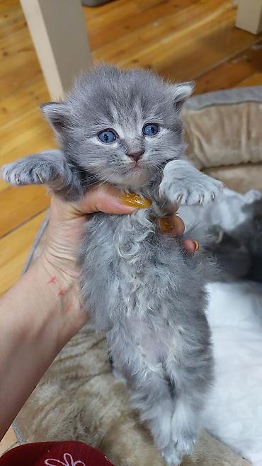 Pişiklər: Britan — 4