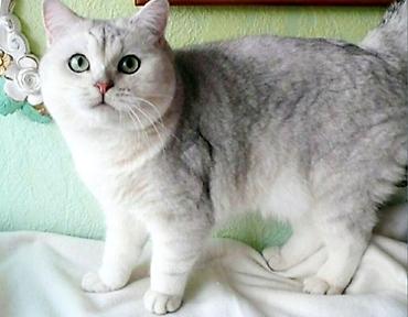 вязка коты: Вязка: Скотиш Страйт (Шотландская прямоухая), Мальчик, 2 года, С прививками, Серебристая шиншилла — 2
