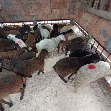 Qoyunlar, qoçlar: Salam aleyküm 215 mantdan 240 manata kimi deyişlir saxlamlqa yararlı — 12