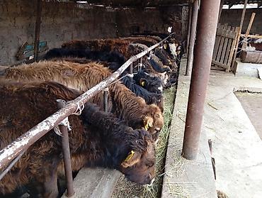 Коровы, быки: Продаю | Бык (самец) | Швицкая | На откорм — 3