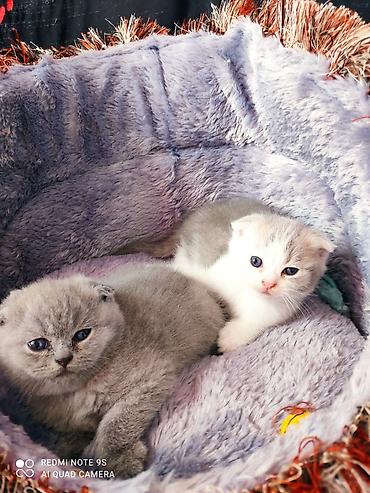 labrador satılır: Şotland yastı qulaq, Erkək, Dişi, Ünvandan götürmə — 10