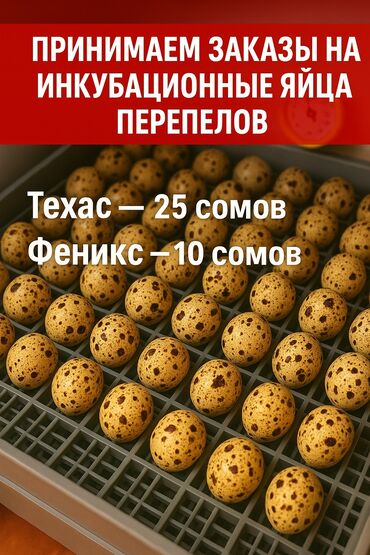 индюк яйца: Принимаем заказы на: * Инкубационные яйца перепелов: * Техас — 25