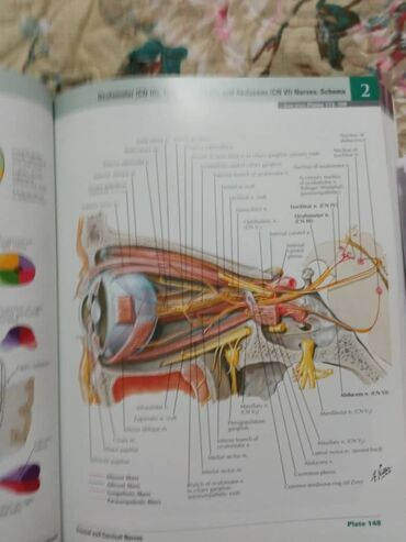 Медицина: «Атлас анатомии» Фрэнка Неттера вот уже более 25 лет является лучшим и at lalafo.kg — 6 Медицина: «Атлас анатомии» Фрэнка Неттера вот уже более 25 лет является лучшим и — 6