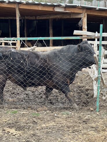 Коровы, быки: Продаю | Бык (самец) | Ангус, Абердин-ангус | Для разведения | Осеменитель