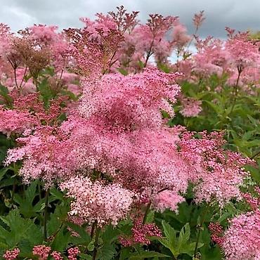 Гортензия: Садовые многолетники — 13