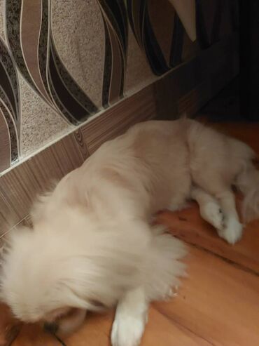 щенки в хорошие руки: Pekines, 6 ay, Dişi, Peyvəndli, Ünvandan götürmə, Ödənişli çatdırılma