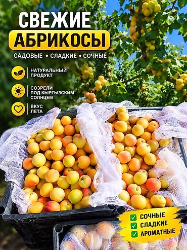 Абрикосы Королевский, Оптом