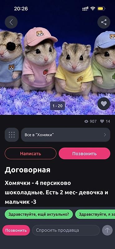 грызун: Хочу хомяка даром 😭😭 — 1