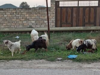 Digər kənd təsərrüfatı heyvanları: 3ü erkəydi 2sidişi böyük erkəy 3illikdi balacalar bu ilkilərdi dişinin — 5