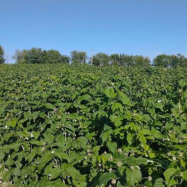 Tayberry saplings & cuttings: 🌿 Полана жана Полька 🌿( Оригинал сорт ) мөмөсу 🍇 Чон чон одборный — 2