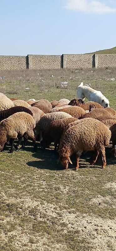 Qoyunlar, qoçlar: Mal-qara: Qoyun sürüsü Təsvir: - Şəkillərdə müxtəlif rəngli (qonur — 6