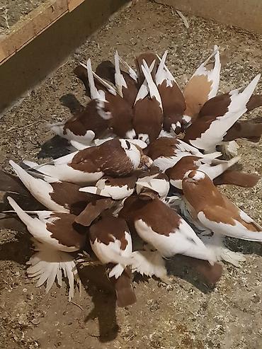 Pişiklər: Pişiklər -da lalafo.az — 16 Pişiklər: Pişiklər — 16