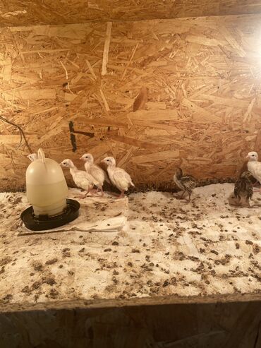 Куры, петухи: Продаю птенцов белых кекликов двух недельные