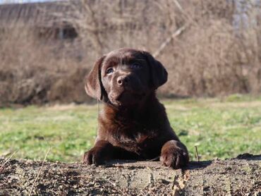 zenski sat: Izuzetna cokoladna štenad Labrador retrivera oštenjena 26. novembra
