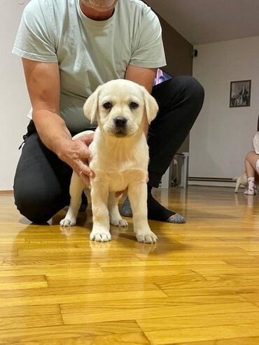 turski psi: Na prodaju štenci labradora, oštenjeni 23.03. od prelepih i