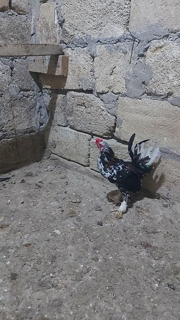 çolpa: Salam yaponka xoruzları satılır akdiv xoruzlardı 4 ədəd xoruzdu — 2