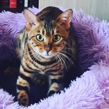 Mačke: Registrovana odgajivacnica Melodybengal cat ima u ponudi maćiće