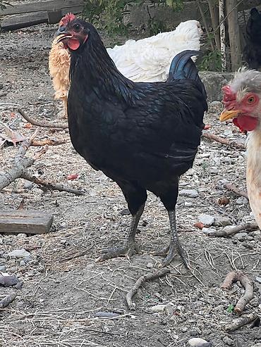 Heyvanlar: Toyuq, Damazlıq, Ünvandan götürmə — 2