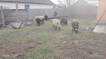 Баран, овца: Продаю | Овца (самка) | Для разведения | Матка — 10