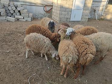 Quzu: Erkey qoyunlar 8 eded hamsi erkeydi — 18