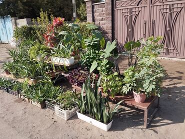 букет из бабочек как сделать: Коллекция комнатных и садовых растений в горшках и контейнерах